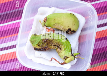 Due mango semi nel contenitore per la semina. Sfondo chiaro Foto Stock