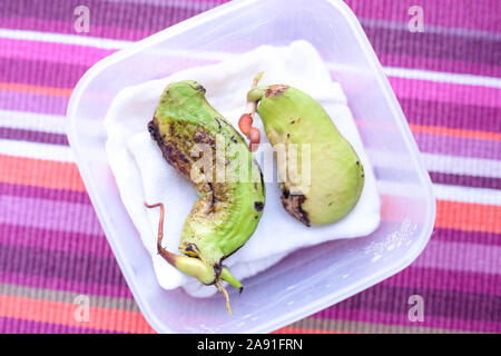 Due mango semi nel contenitore per la semina. Sfondo chiaro Foto Stock