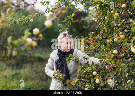 Donna raccolta di mele Foto Stock