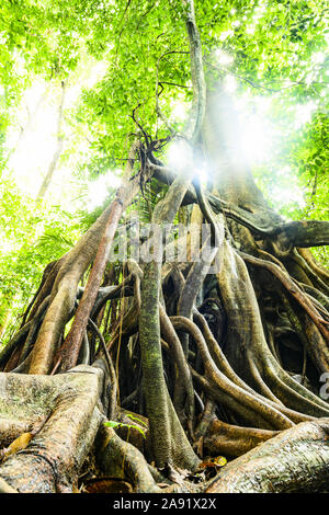 (Fuoco selettivo) vista spettacolare del Kapok albero radici in primo piano e bellissimo albero verde corona in background. Foto Stock