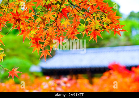 Vista del Tofuku-ji in autunno con alberi colorati in Kyoto, Giappone. Foto Stock