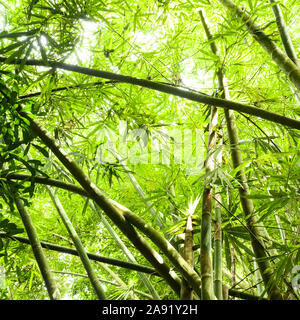 (Fuoco selettivo) Splendida vista di alcuni alberi tropicali e piante di bambù con bellissime corone verde all'interno di una foresta pluviale tropicale. Foto Stock