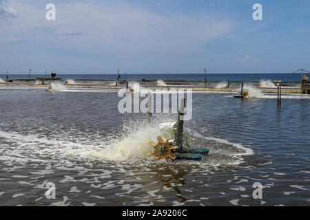 Azionata da motore elettrico ruote a palette ossidare acqua in pesci e gamberetti serbatoio in Bali, Indonesia. Riproduzione artificiale di animali marini per la gastronomia. Foto Stock