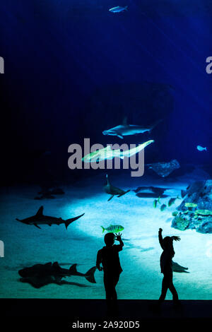 I bambini cercando di pesce in acquario Foto Stock