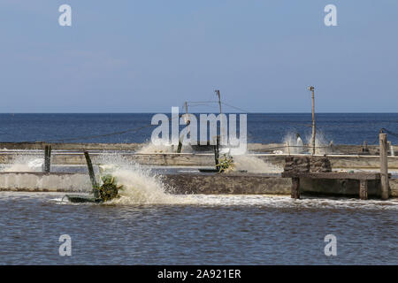 Azionata da motore elettrico ruote a palette ossidare acqua in pesci e gamberetti serbatoio in Bali, Indonesia. Riproduzione artificiale di animali marini per la gastronomia. Foto Stock