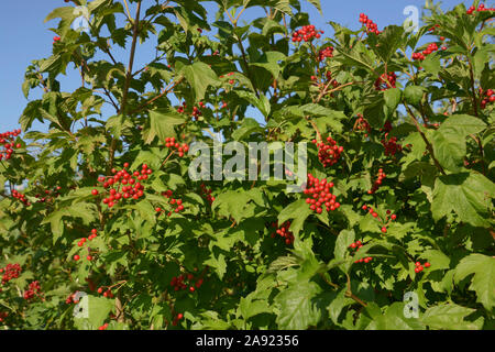 I frutti rossi di viburnum arbusto, viburnum compactum bush con bacche rosse di fronte chiaro Cielo di estate blu Foto Stock