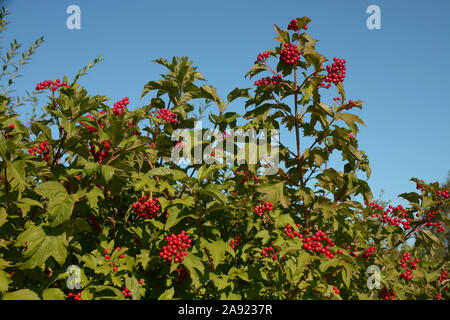 Viburnum compactum bush con bacche rosse di fronte chiaro cielo estivo blu, viburnum arbusto con frutti rossi Foto Stock