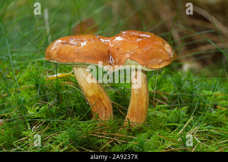 Due fusi Bay boletes Haircap in MOSS Foto Stock