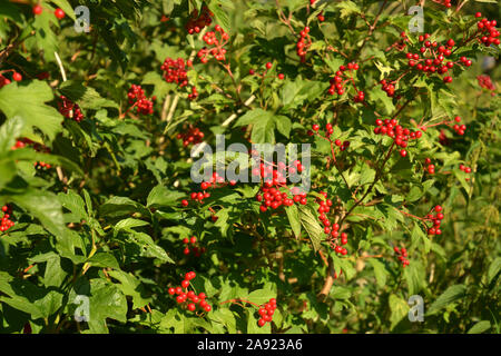 Viburnum compactum luminose di bacche rosse su un grande bush in giornata estiva, viburnum arbusto con frutti Foto Stock