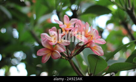 Focus sul fiore di frangipani Foto Stock