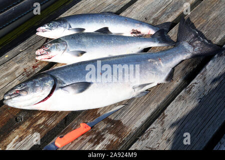 Salmone cattura a Painters Lodge, Campbell River, Vancouver Island, British Columbia, Canada, 2016 Foto Stock