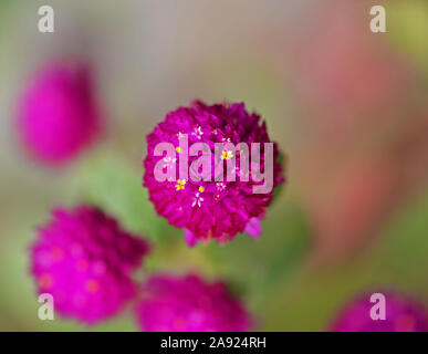 Foto macro di bellissimi fiori fucsia con giallo e pistilli di pentecoste. Foto Stock