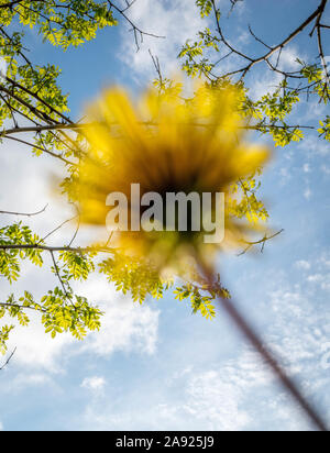 Tarassaco sfumato con un background di albero Foto Stock