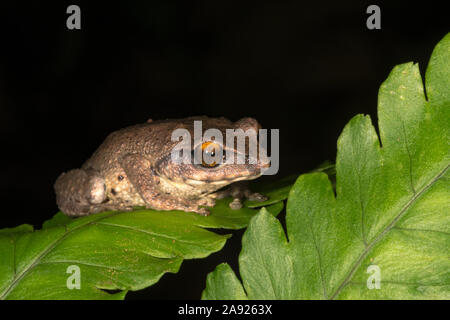 Raorchestes Dubois rana bush visto a Munnar,Kerala, India Foto Stock