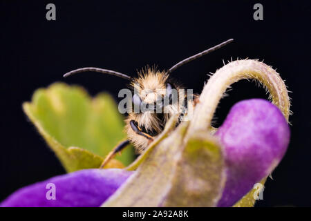 Mauerbiene, sitzt auf einer Blüte, (Osmia cornuta) Foto Stock