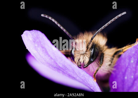 Mauerbiene, sitzt auf einer Blüte, (Osmia cornuta) Foto Stock