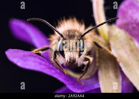 Mauerbiene, sitzt auf einer Blüte, (Osmia cornuta) Foto Stock