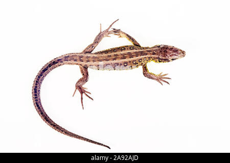 Zauneidechse, Lacerta agilis, Foto Stock