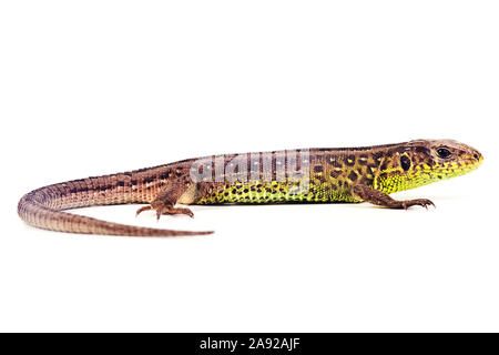 Zauneidechse, Lacerta agilis, Foto Stock