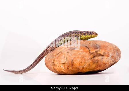 Zauneidechse, Lacerta agilis, Foto Stock