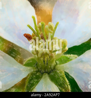 Acquerello immagine: fotografia macro del fiore bianco di un albero di mele, nome scientifico Malus domestica, fiore Foto Stock