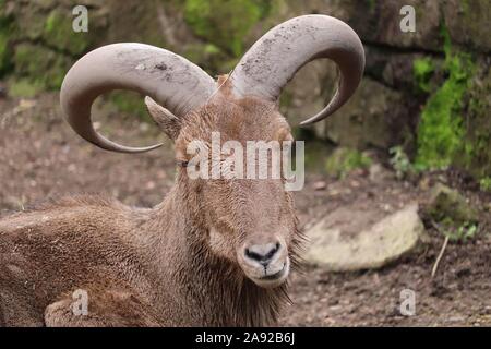 Mufloni (Ammotragus lervia) Foto Stock