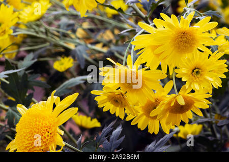 Defocalizzata floreale con sfondo sfocato fiori gialli, la decorazione floreale con copia spazio per il testo Foto Stock