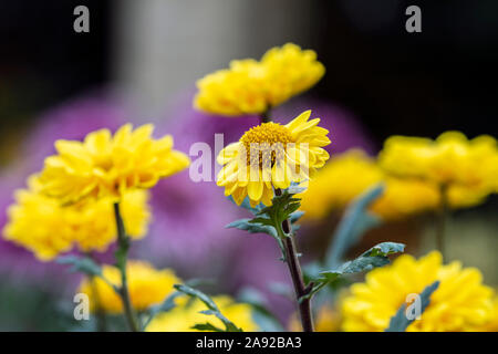 Sfocati sfondo floreale con defocalizzata fiore giallo, la decorazione floreale con copia spazio per il testo Foto Stock