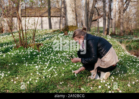 Ragazza adolescente picking anemoni di legno Foto Stock