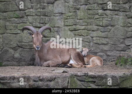 Mufloni (Ammotragus lervia) Foto Stock