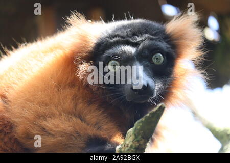 Maschio rosso lemure Ruffed, Nelson (Varecia rubra)