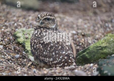 Voce maschile scavando il gufo, Paulinho (Athene cunicularia) Foto Stock