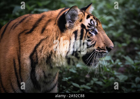 In prossimità della testa di una tigre maschio in una posa di avviso Foto Stock