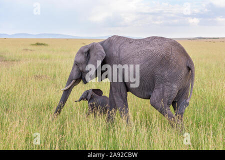 Elephant con piedi di vitello in erba sulla savana Foto Stock