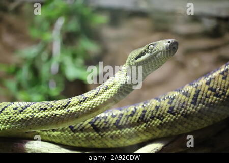 Femmina Boa giamaicano, Marley (Chilabothrus subflavus) Foto Stock