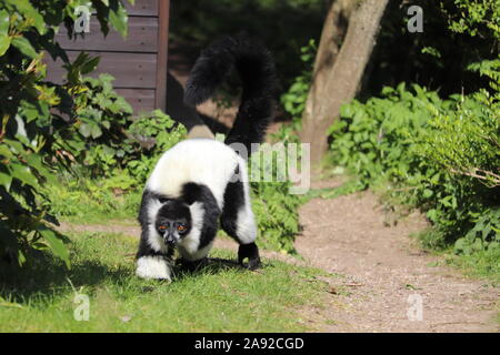 Maschio nero & bianco lemure Ruffed (Varecia variegata) Foto Stock