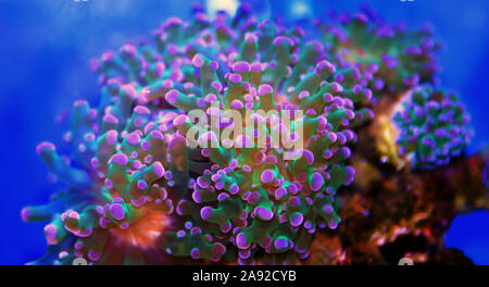 Euphyllia divisa - LPS Frogspawn coral o Octospawn LPS coral Foto Stock