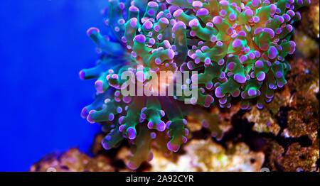 Euphyllia divisa - LPS Frogspawn coral o Octospawn LPS coral Foto Stock