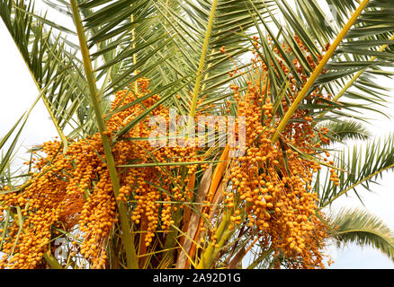 Giallo maturo date sul palm tree nel paese tropicale Foto Stock