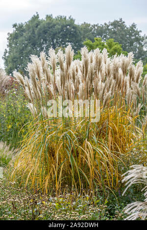 Chinaschilf (Miscanthus sinensis 'Malepartus') Foto Stock