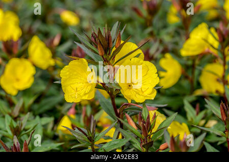 Nachtkerze (Oenothera fruticosa 'Sonnenwende') Foto Stock