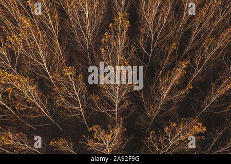 Autunno aspen tree forest da fuco pov, bellissimo sfondo astratto di area boschiva vista aerea Foto Stock