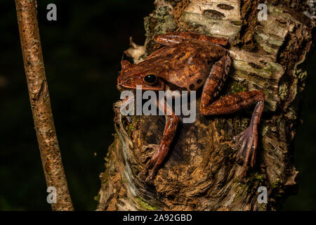 Birmano rana di mantecazione (Polypedates mutus) da Cúc Phương National Park, Ninh Bình Provincia, Vietnam. Foto Stock