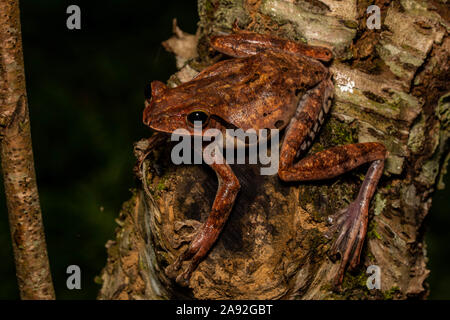 Birmano rana di mantecazione (Polypedates mutus) da Cúc Phương National Park, Ninh Bình Provincia, Vietnam. Foto Stock