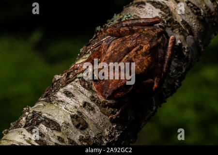 Birmano rana di mantecazione (Polypedates mutus) da Cúc Phương National Park, Ninh Bình Provincia, Vietnam. Foto Stock