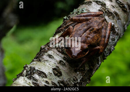 Birmano rana di mantecazione (Polypedates mutus) da Cúc Phương National Park, Ninh Bình Provincia, Vietnam. Foto Stock