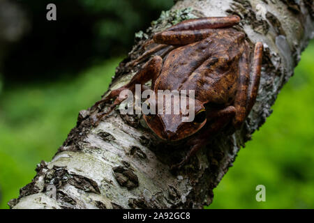 Birmano rana di mantecazione (Polypedates mutus) da Cúc Phương National Park, Ninh Bình Provincia, Vietnam. Foto Stock