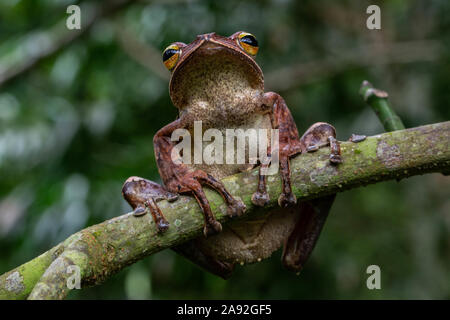 Birmano rana di mantecazione (Polypedates mutus) da Cúc Phương National Park, Ninh Bình Provincia, Vietnam. Foto Stock