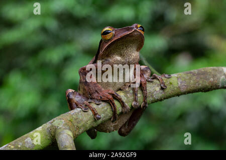 Birmano rana di mantecazione (Polypedates mutus) da Cúc Phương National Park, Ninh Bình Provincia, Vietnam. Foto Stock