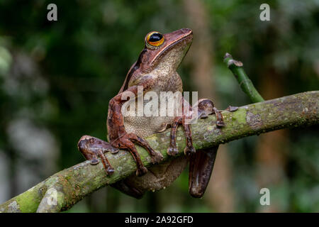 Birmano rana di mantecazione (Polypedates mutus) da Cúc Phương National Park, Ninh Bình Provincia, Vietnam. Foto Stock